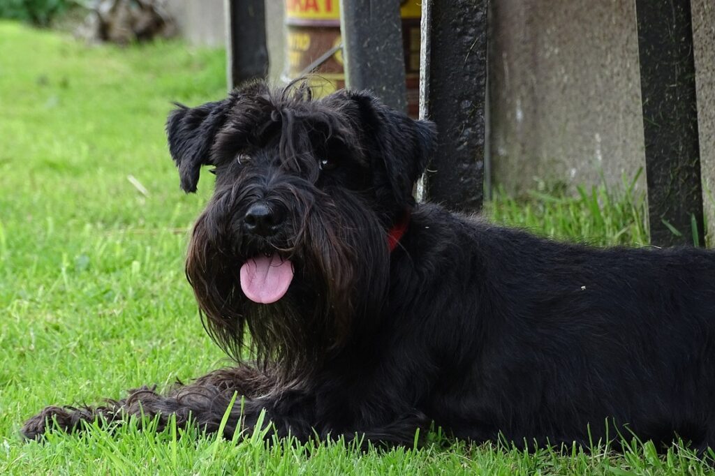 best dogs for singles in apartments
