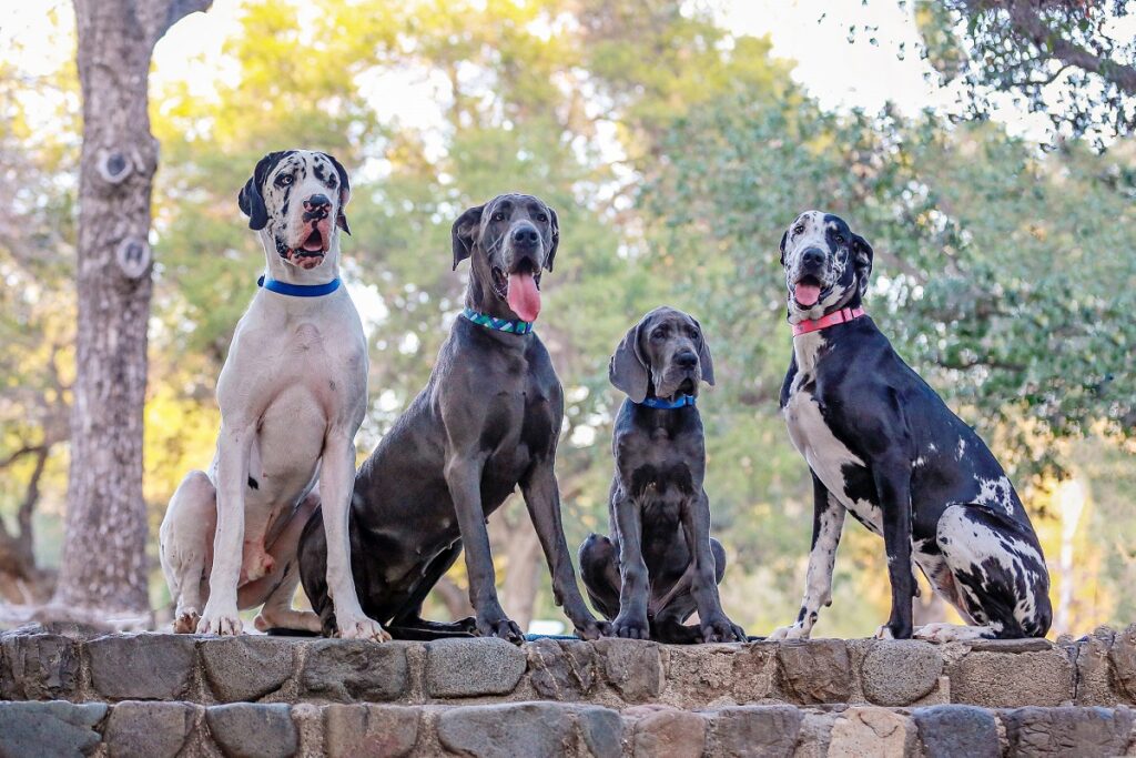 best dog to protect family