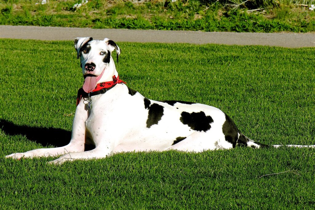 Guard Dogs For Large Property protection