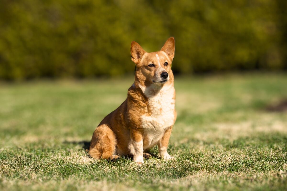 10 Best Guard Dog Breeds For Small House