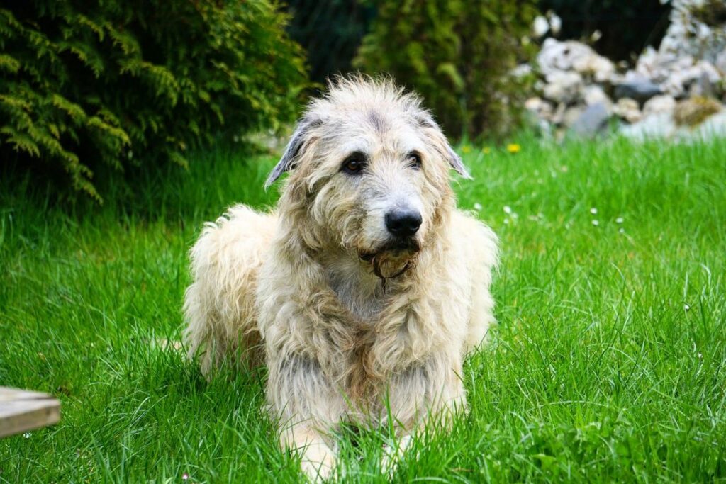 dog breeds that can sleep outside
