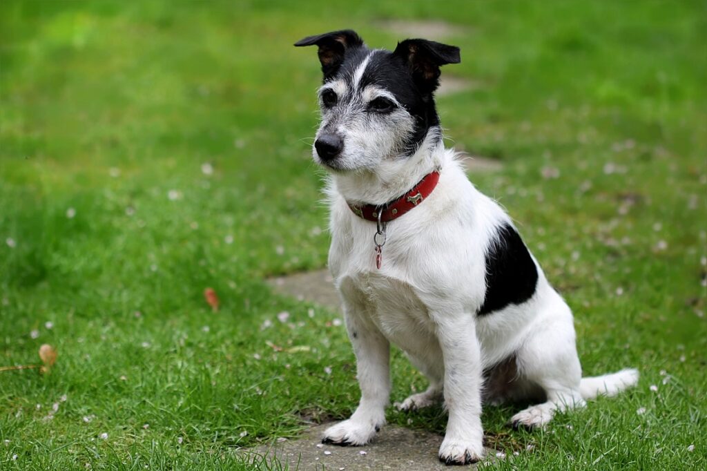 small watch dog breed
