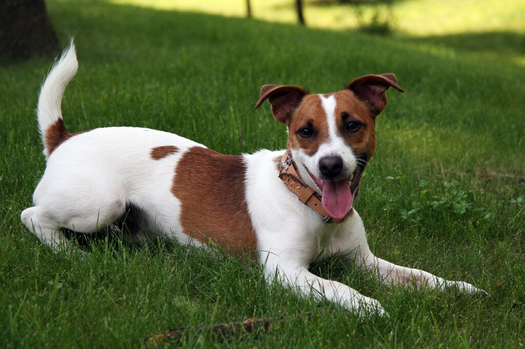 Guard Dog Breeds