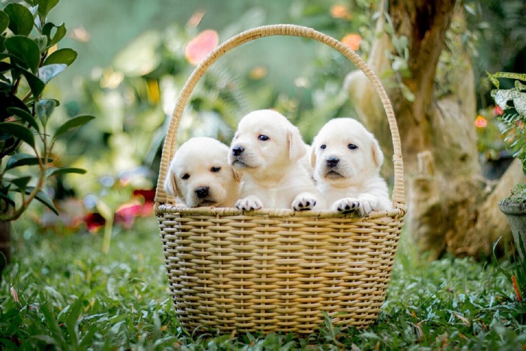 different kinds of puppies