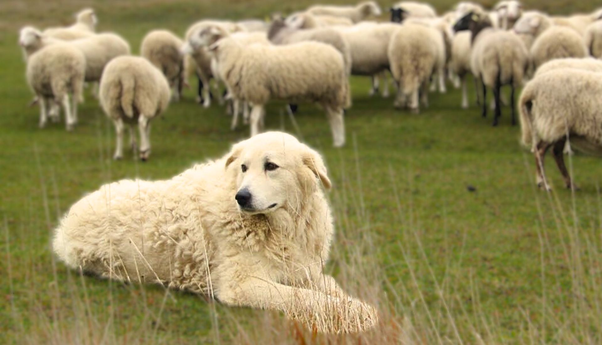 Targa In Metallo Retrò 20x30 Cm - 'Warning Livestock Guardian Dog On Duty Do Not Enter' - Vintage Per Casa, Bar, Garage