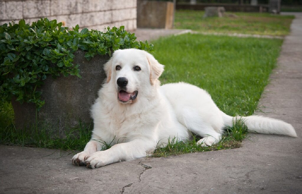 can Maremma live in hot weather