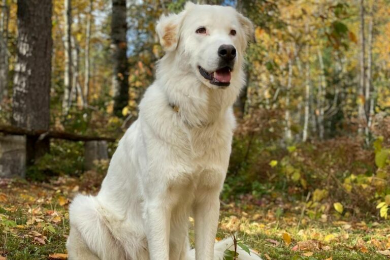 10 Best Guard Dog Breeds For Farms & Rural Safety - Tededer.com
