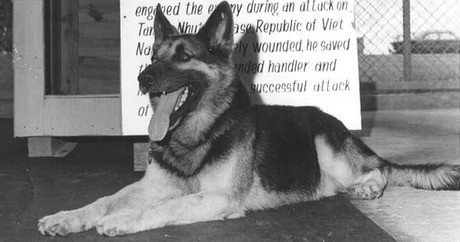 best military dogs