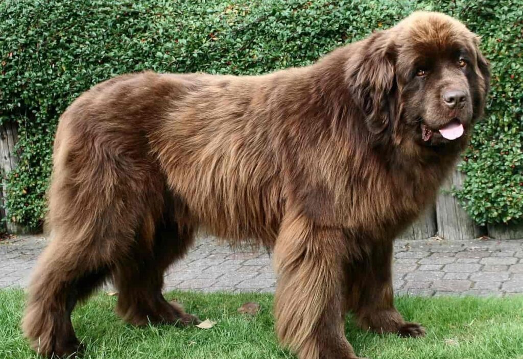 best cats for dogs
