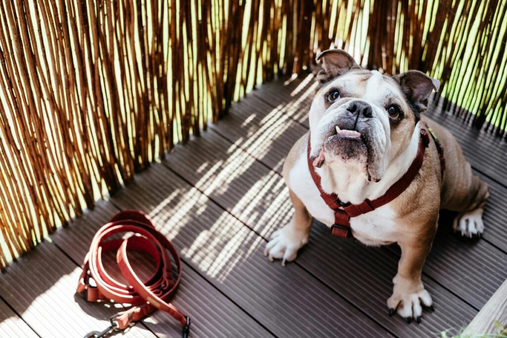 are bulldogs protective
