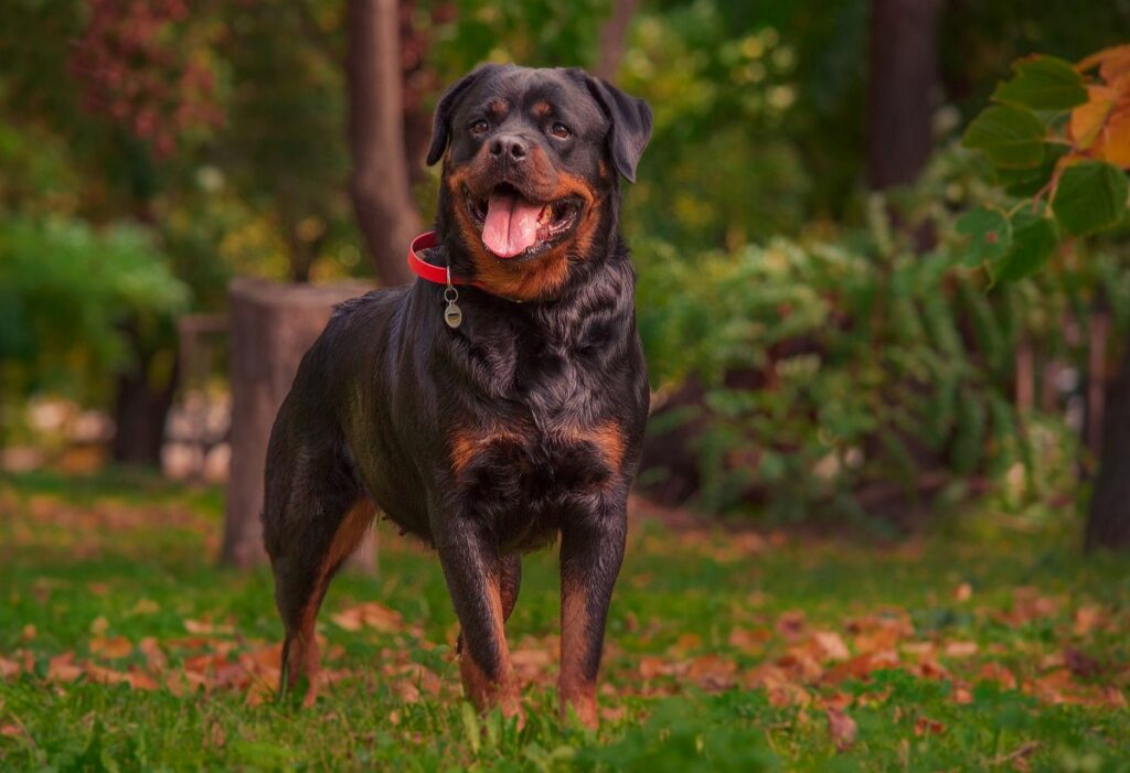 Rottweilers