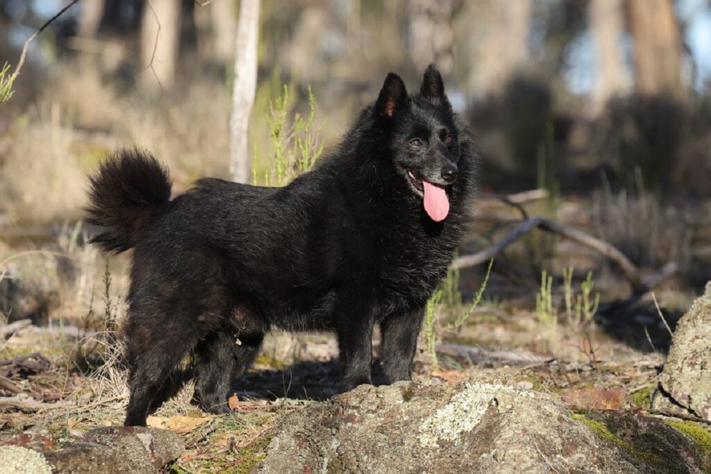 Guard Dogs For Small Houses