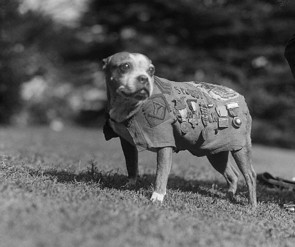 military dog