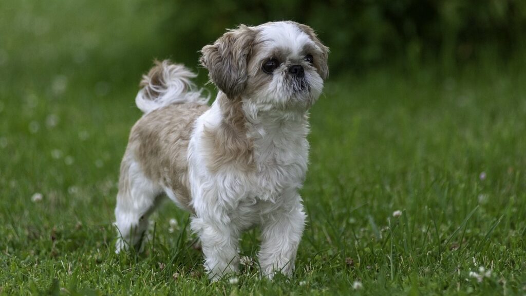 Tennessee dog breeds