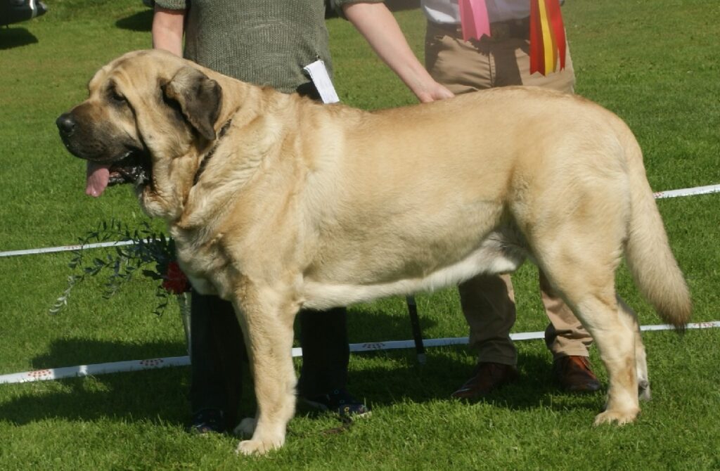 9 Best Guard Dogs For Hot Weather Who Love The Sun!