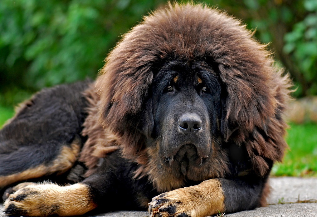 dog breeds that don't mind being left alone