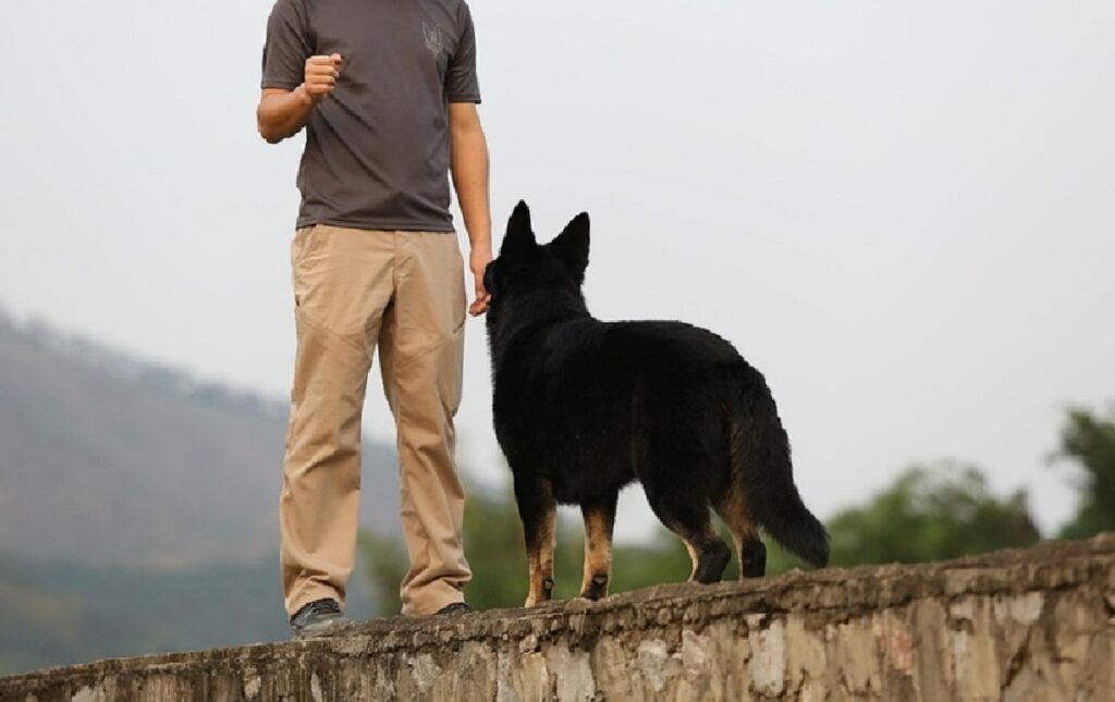 personal protection dog training
