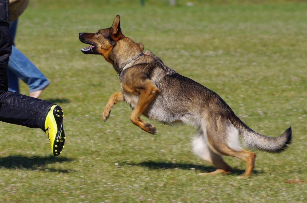 how to stop a dog attacking your dog