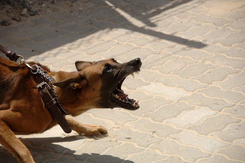 aggressive dog protection