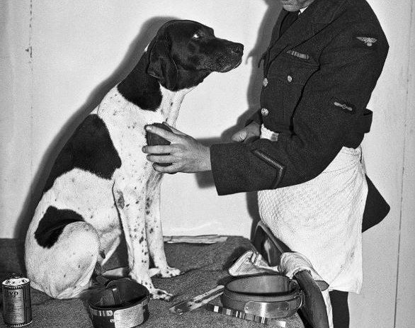 army dog names