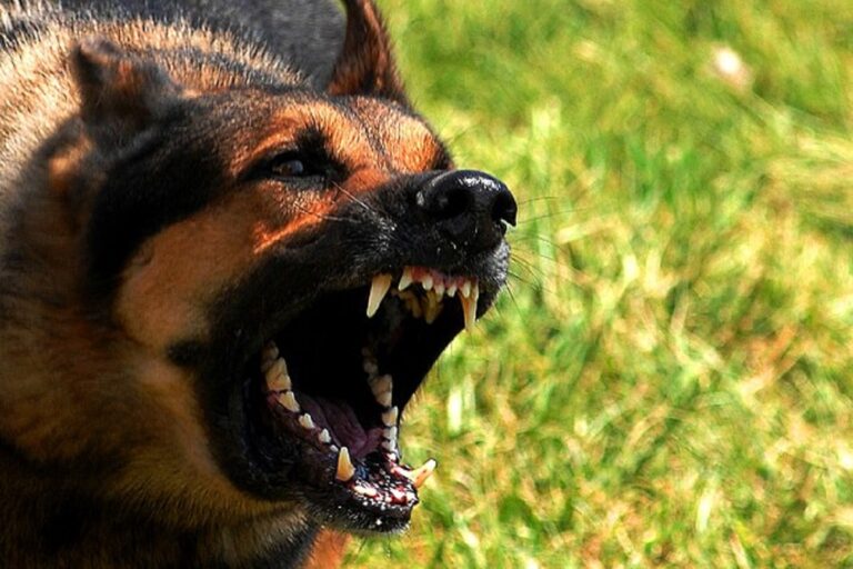 70+ Scary, Tough, And Strong Guard Dog Names