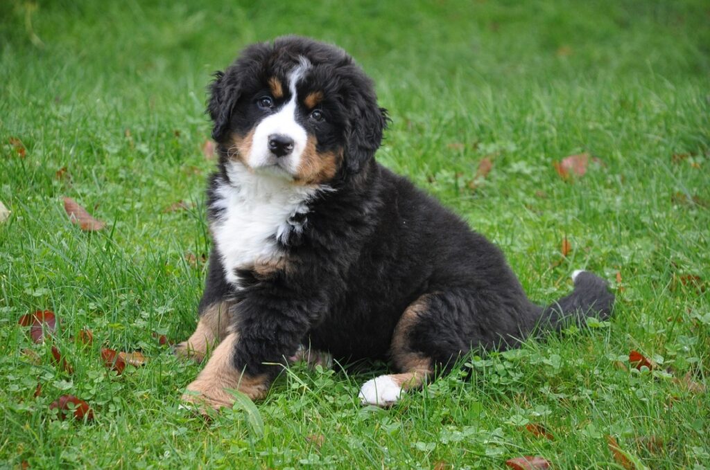 cutest puppies in the world