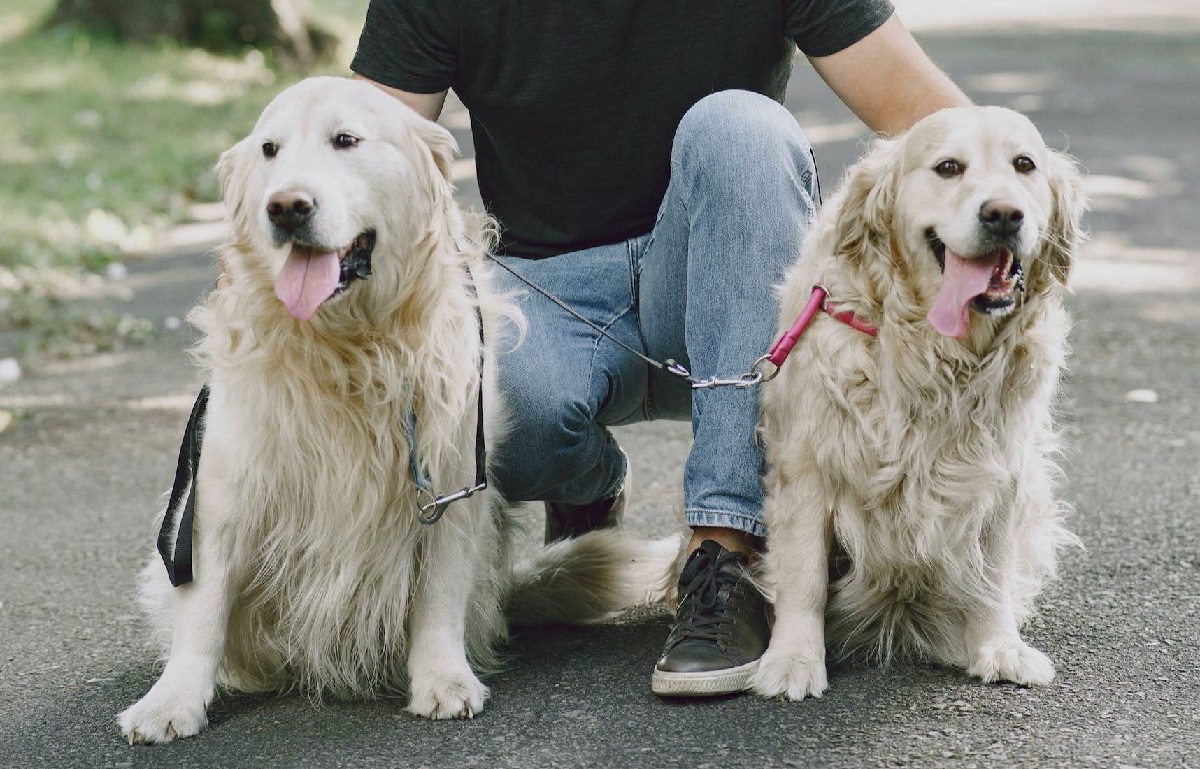 13 Best Dog Breeds For Single Men