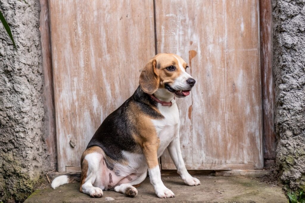 best dog for cats

