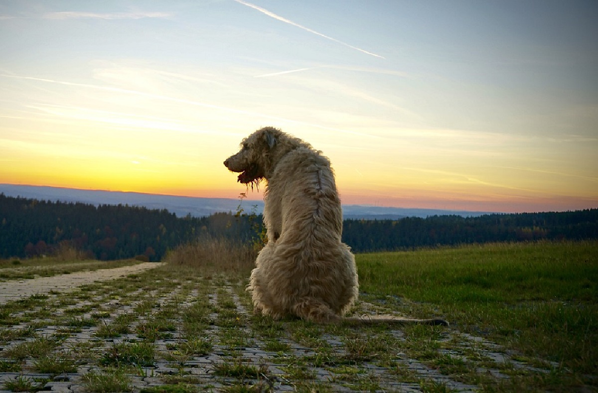13 Best Dog Breeds For Single Women Living Alone