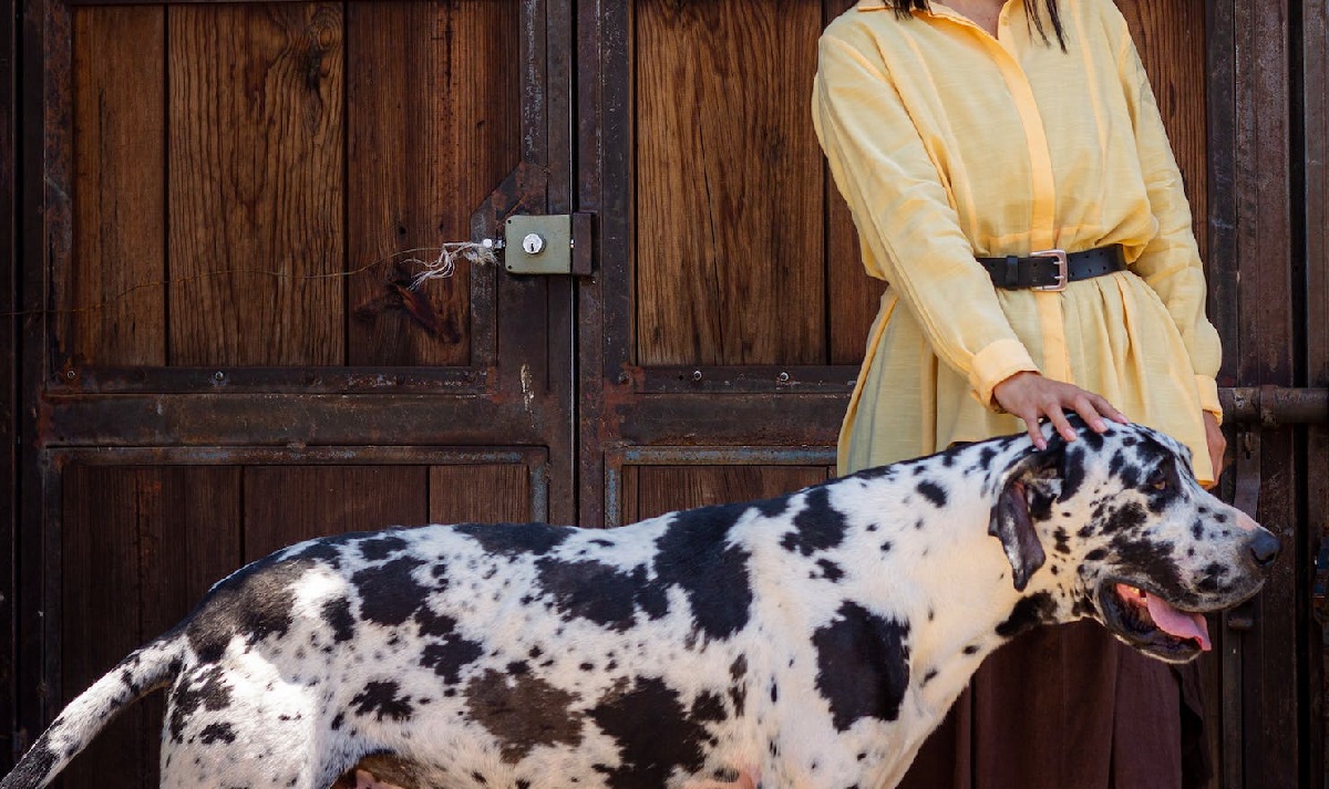 13 Best Dog Breeds For Single Women Living Alone