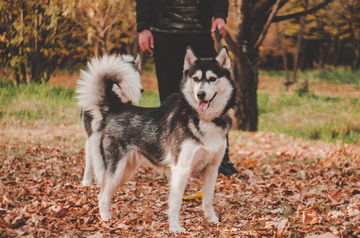 13 Best Dog Breeds For Single Men