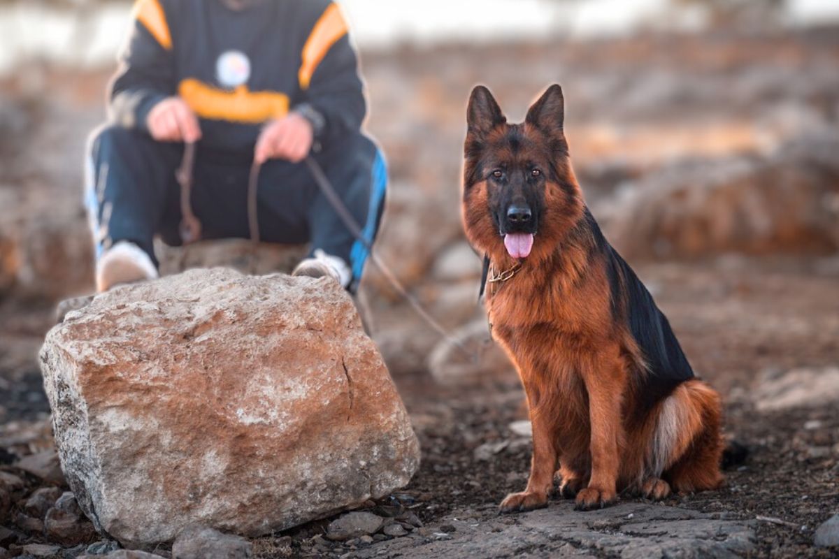 13 Best Dog Breeds For Single Men