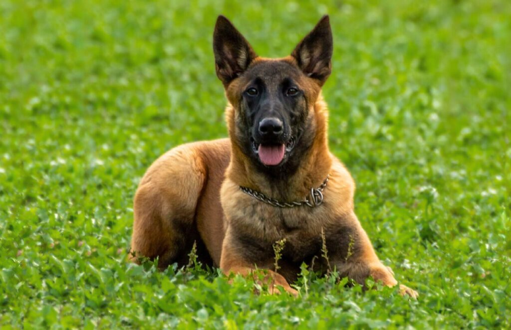 7 Best Security Guard Dog Breeds For Unmatched Protection