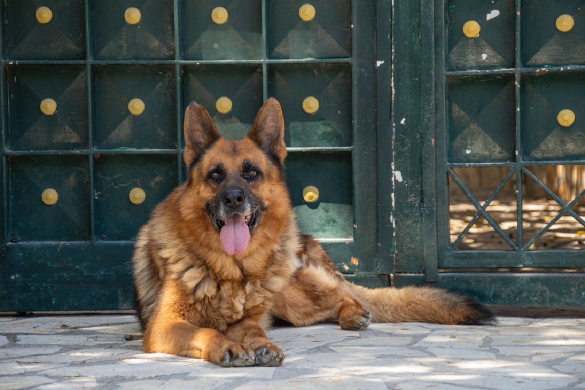 7 Best Guard Dog Breeds In The UK For 2024