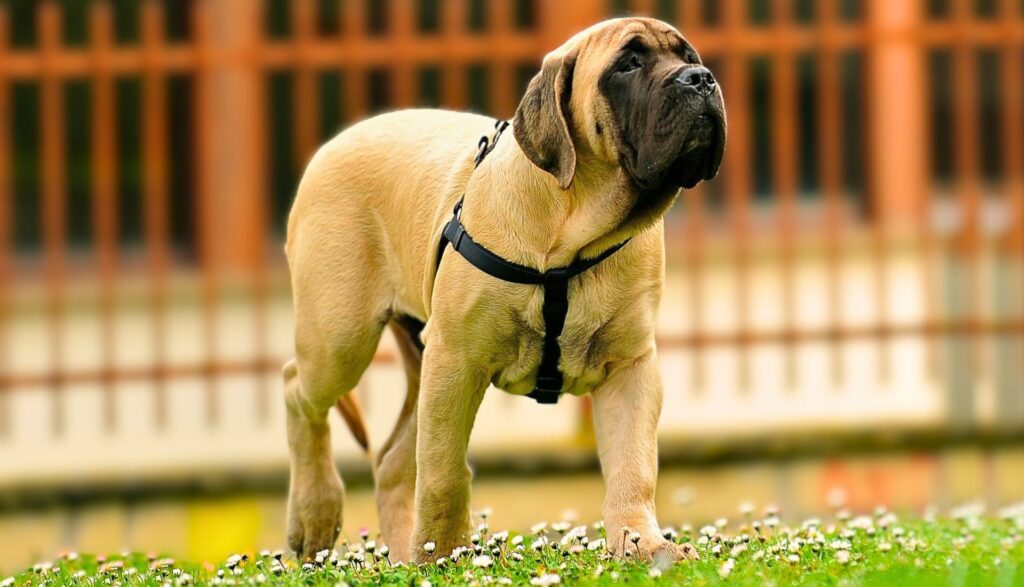 Top 10 Giant Guard Dog Breeds Bigger And Better!