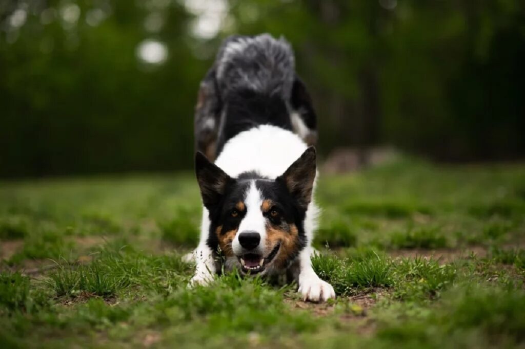 hardest dogs to own