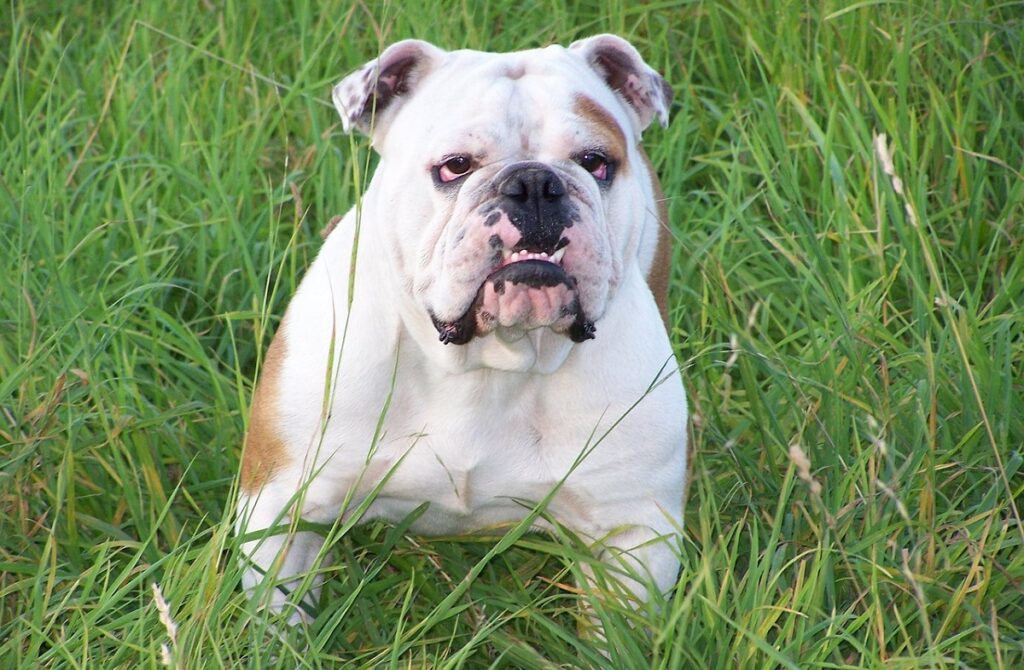 english guard dog

