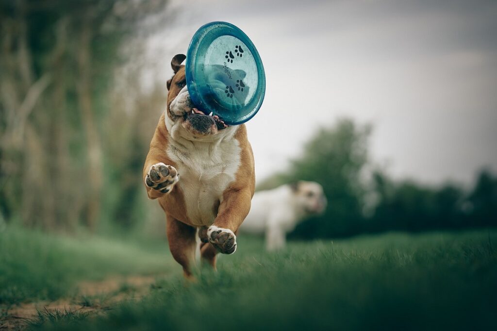 english bulldog pros and cons
