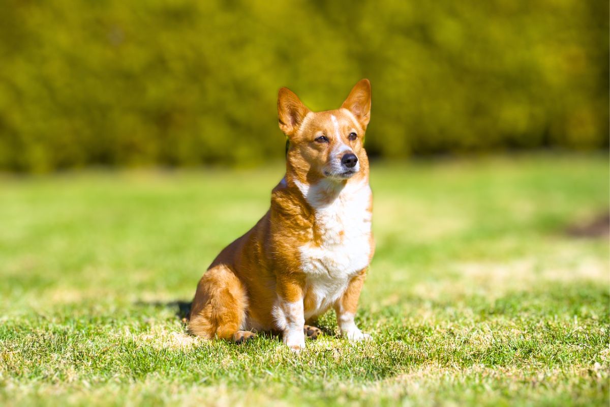 10 Best Guard Dog Breeds For Country Living