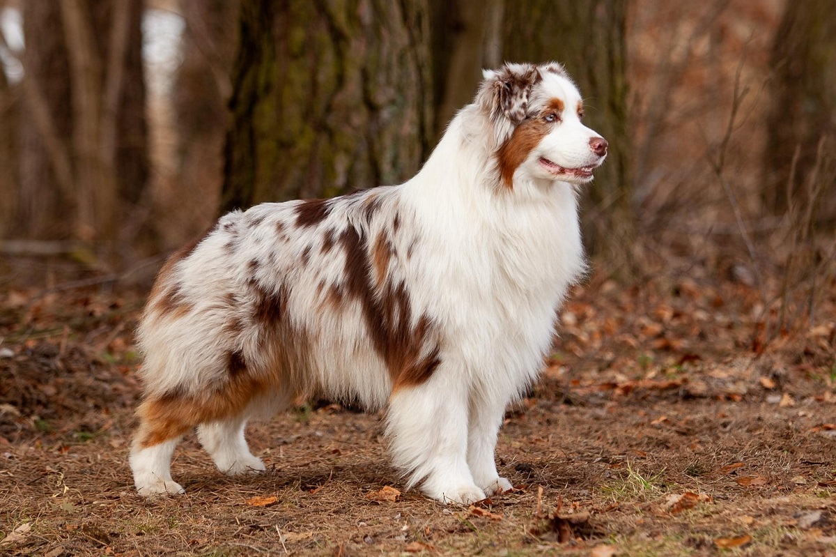 10 Best Guard Dog Breeds For Country Living - Tededer.com