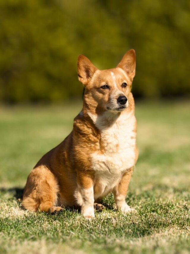 10 Best Small Guard Dog Breeds For Home Protection WAF