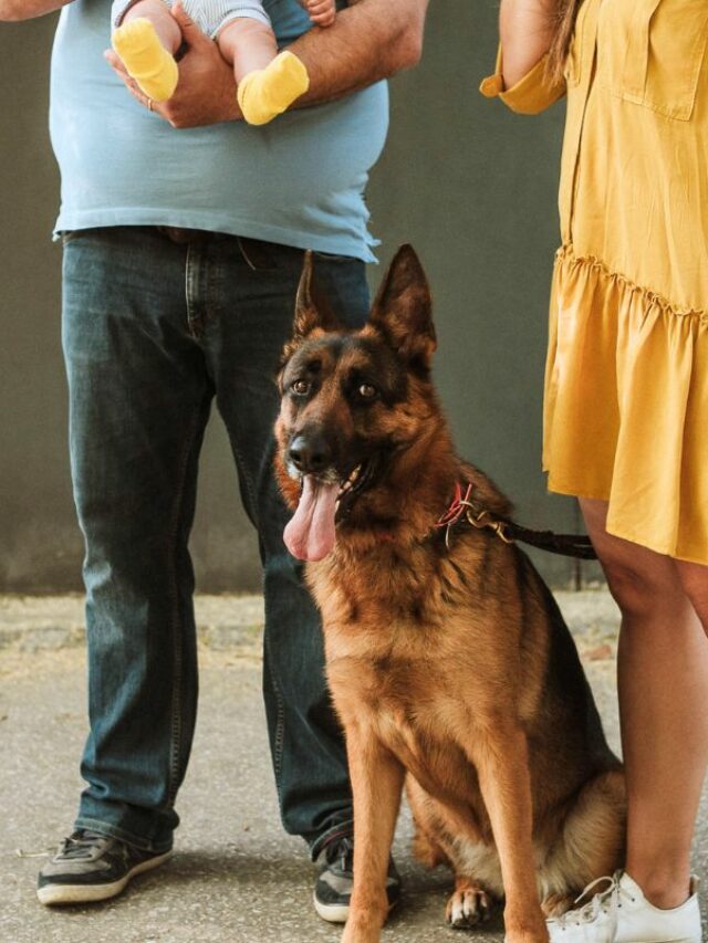 10 Best Family Guard Dogs That Are Protective And Loyal Companions For