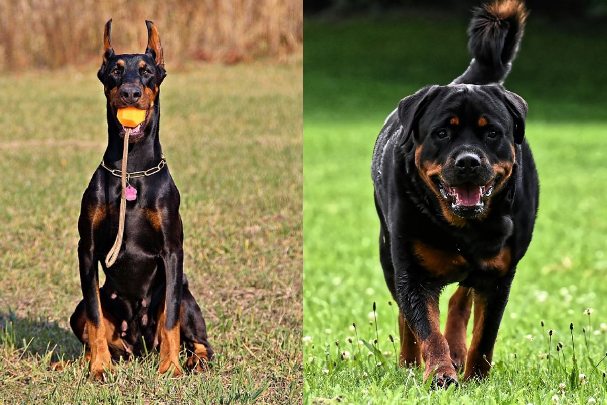 Doberman Vs Rottweiler Comparison Of Two German Guard Dogs