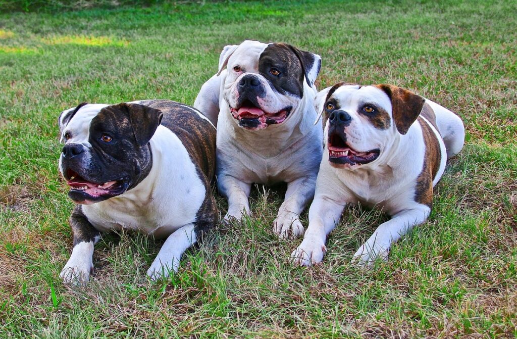 protection dog training
