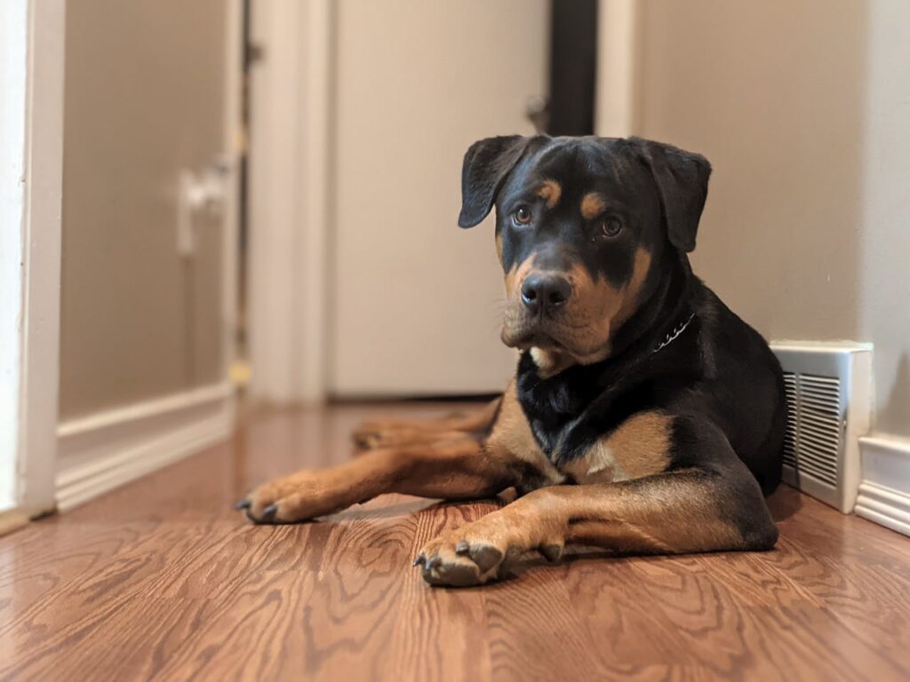 Are Rottweilers Good Protection Dogs? What You Need To Know - Avesei.com