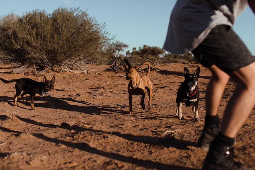 dog attack prevention