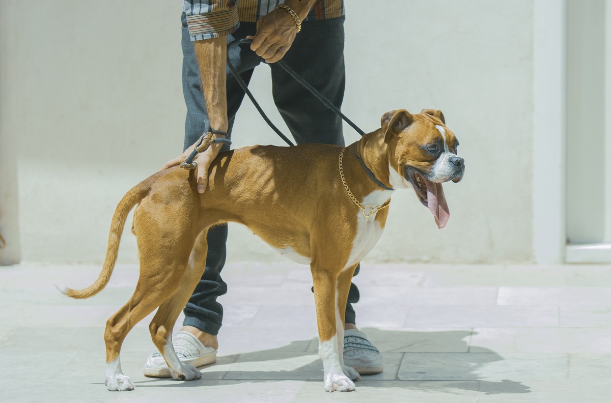 13 Best Dog Breeds For Single Men