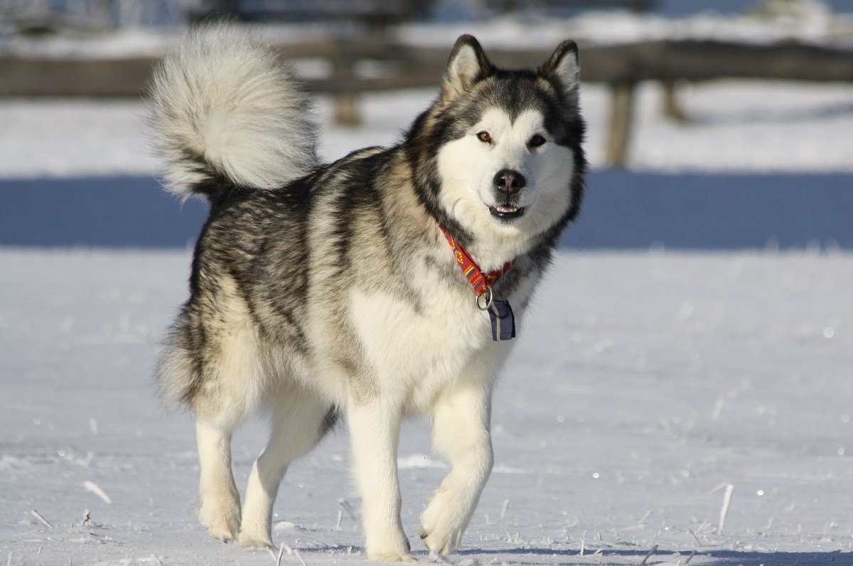9 Dog Breeds That Can Defeat Wolves