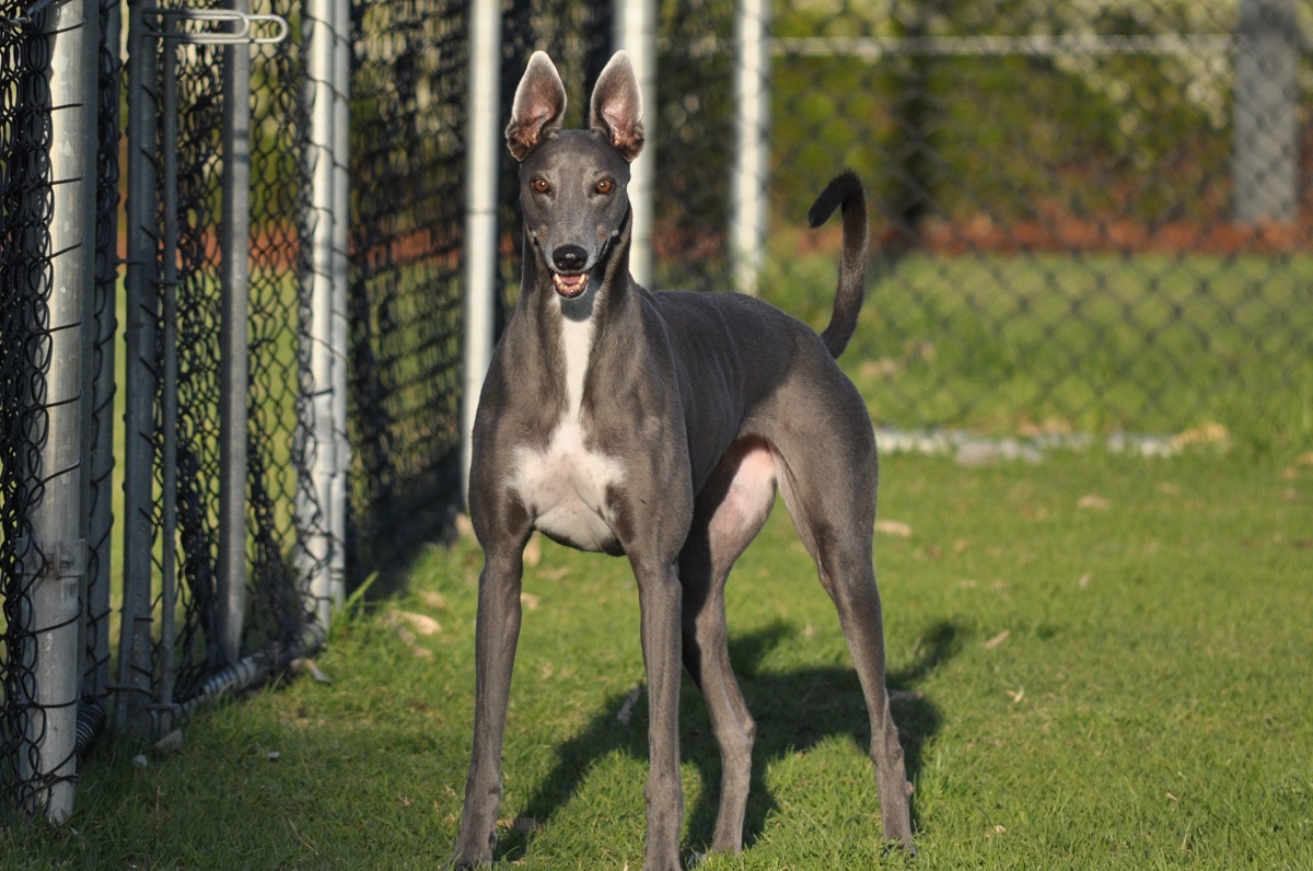 View of 13 Best Dog Breeds For Hot Weather
