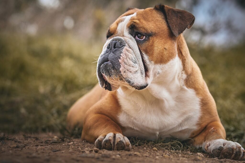good watch dogs
